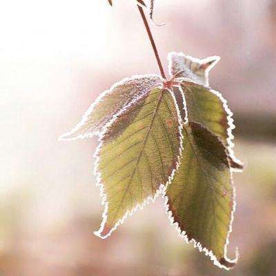 大发彩票app手机app下载